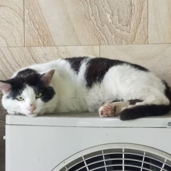 小国で出会ったねこ