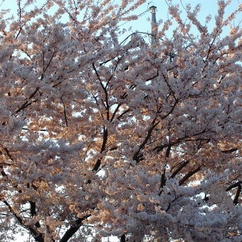 桜とお花　(^.^) 