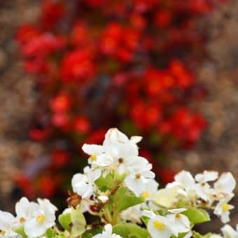 庭の花木と花火大会が。