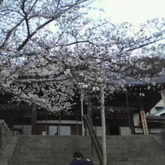 桜の野崎観音