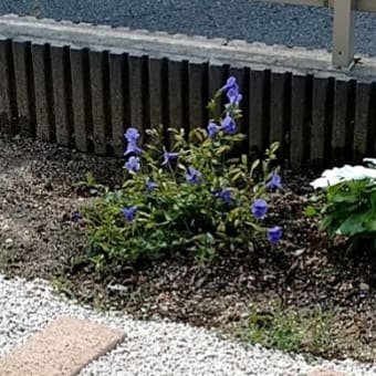 地植えトレニア