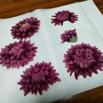 ガーベラで作る菊の花（押し花）