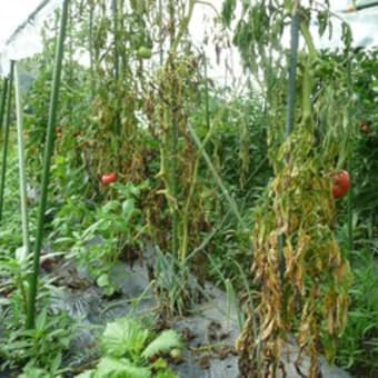 農業レポートno ２４０ 長雨でトマト立ち枯れ病 素人が書いた野菜作りの本