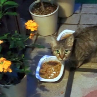 庭にやってくる猫さんたち