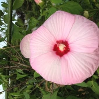 夏のお気に入りの花　見つけた