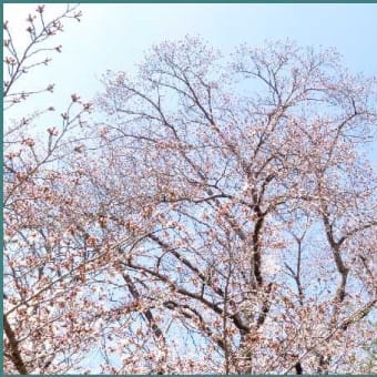 「4月寒波」にサクラも泣いている