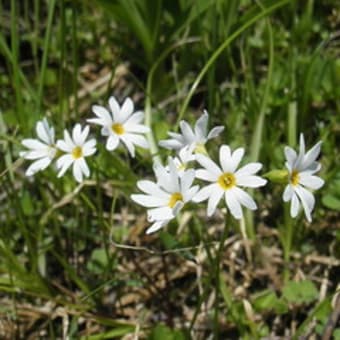 自然豊かな花の百名山　4度目の月山　その3