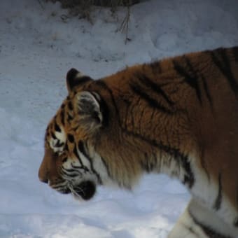 旭山動物園