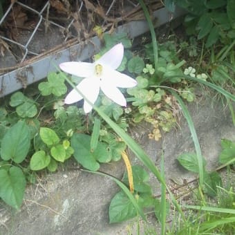 アメリカ凌霄花