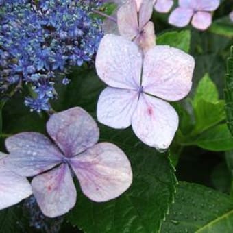 ベランダ菜園　パセリの芽が出たよ