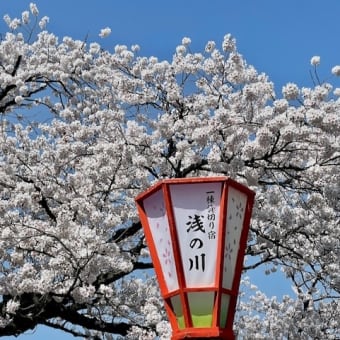 花は満開、車も人も、いっぱい。あす日曜も晴天の予報。