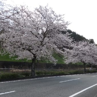 猪名川の桜・並木まつりも中止