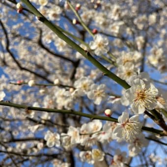 梅の季節