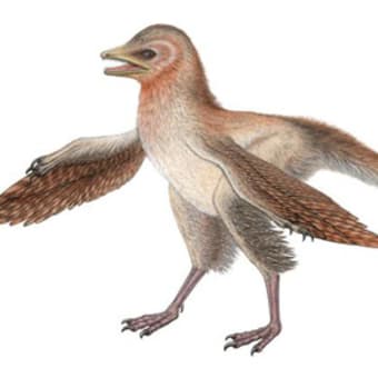 中国で新種の羽毛恐竜の化石発見。全長３０センチと今までで最少！