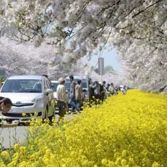 『桜』 と 『菜の花』が見ごろ・秋田県大潟村　２０１４年０４月２９日