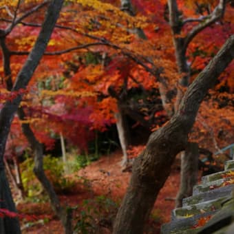 乗福寺の落葉