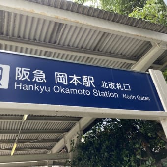 横池睡蓮の花満開