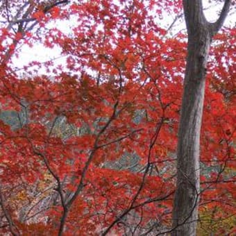 八溝山（ヤミゾサン）へ登る　１１月２０日　（その３　最終回）