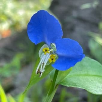 化粧は進み 青は冴えわたる