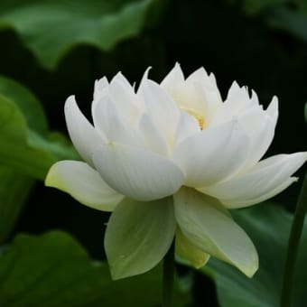 世界の蓮