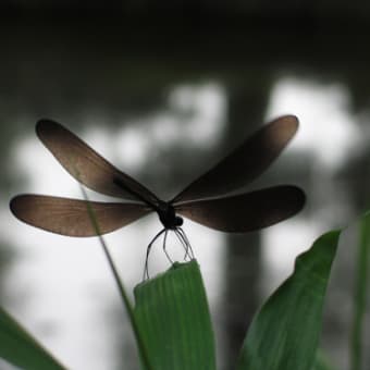 白妙菊