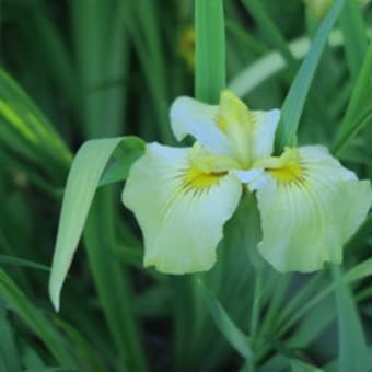 花菖蒲、雨上がりの緑の中で