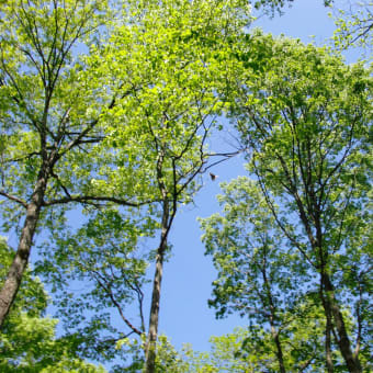 広島県の里山再生林