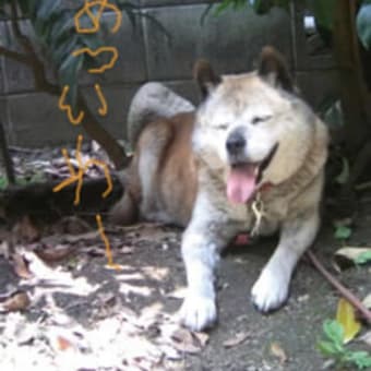 北海道犬なのに…