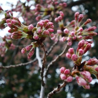 3月30日定点観測