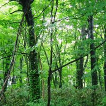 男鹿・十和田・北東北めぐり－５　白神山地十二湖編