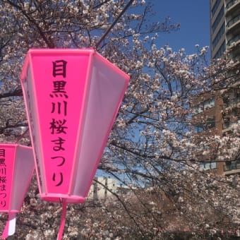 目黒新橋からの桜🌸がきれいです！