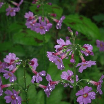 四季の花　２０１１年６月　九輪草（クリンソウ）