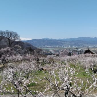 千曲市森の杏満開🌸。