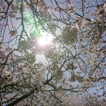 桜の花を見に