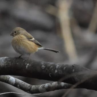 野鳥シリーズ　４