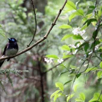 サンコウチョウ　2016/06/02