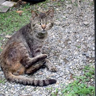 庭にやってくる猫さんたち