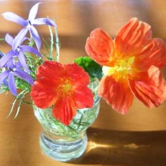 夏の花を室内で。。。