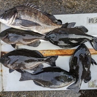 南伊豆 下流 今日の釣果