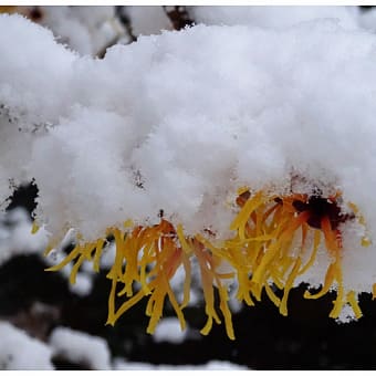 雪景色