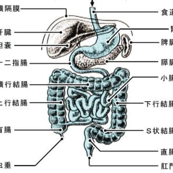日本人の‟腸”は長いのか？