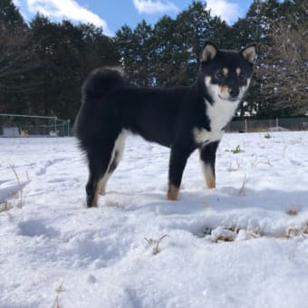 湯布院は積雪5cmでした