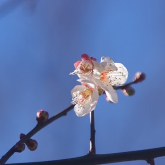 R3.1.30   野川公園にセツブンソウを見に行ったら青い鳥も撮影出来た　(30日その１)