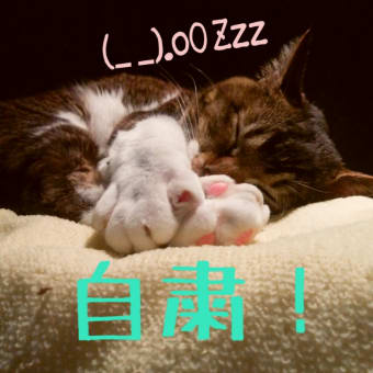 仙台東口イリス2020.4/17 にゃんこBAR