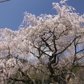 宇陀の又兵衛桜