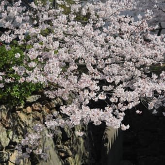 和歌山城の桜 満開