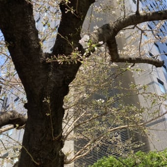 東京の桜がやっと咲き始めました