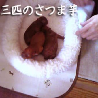 三匹のお芋ちゃん
