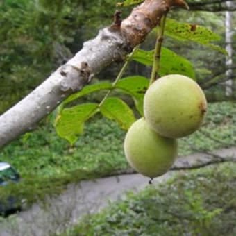  秋の榛名山