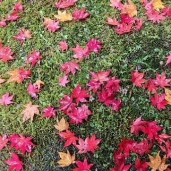 もみじ・紅葉・もみじ狩り